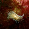 Nudibranche_Antiopelle_DSCN2122
