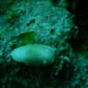 Nudibranche_Cadlina-laevis_DSCN2112