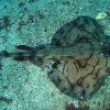 DSCF6549